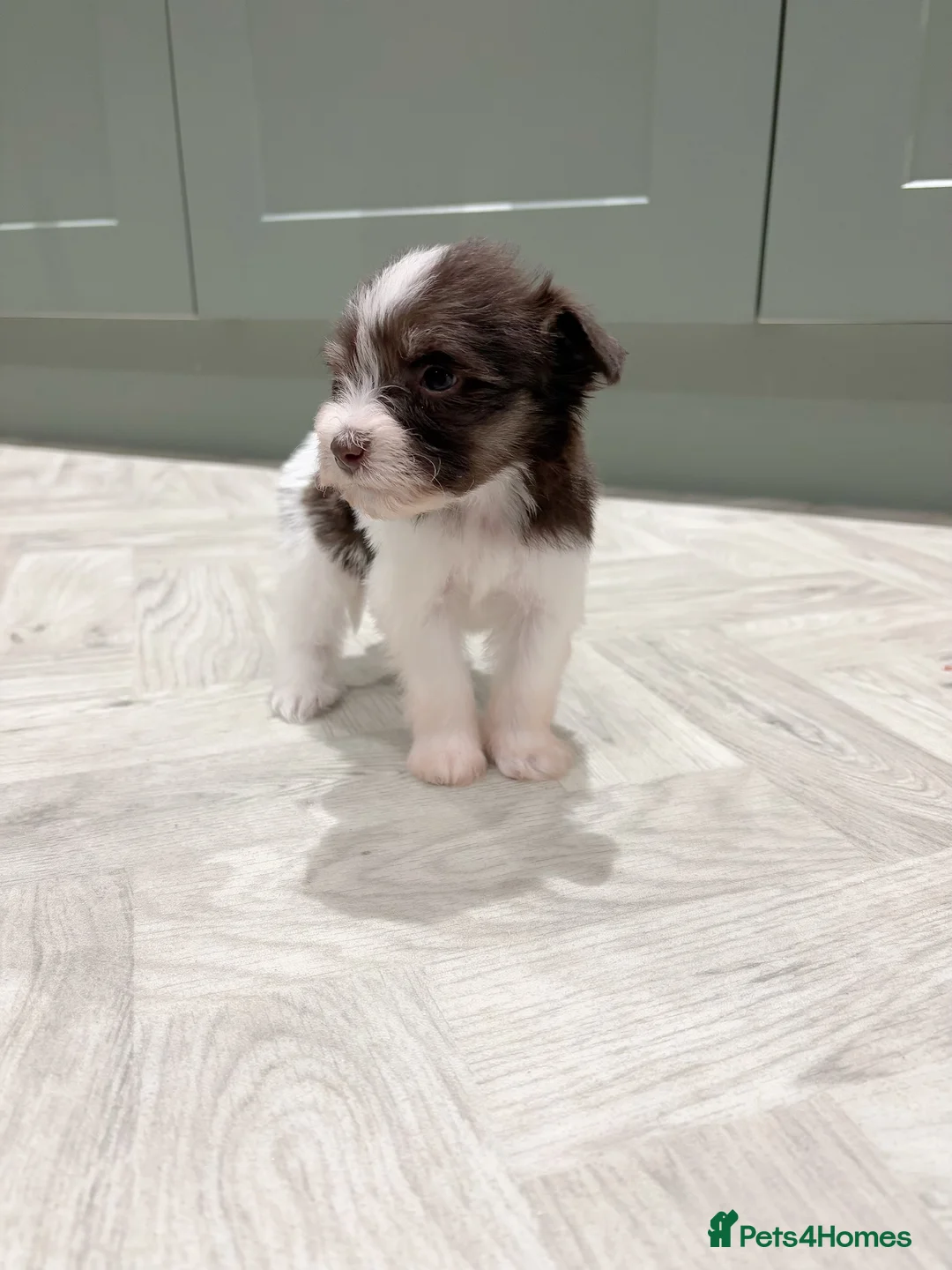 Miniature Schnauzer dogs for sale: SOLD KC Reg Miniature Schnauzers - Advert 19