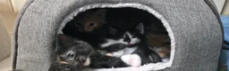 Mixed Breed cats for sale: 7 Adorable kittens ready for their furever home - Advert 10