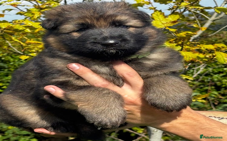 German Shepherd dogs - Advert 6