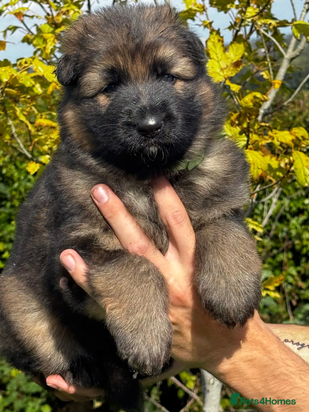 German Shepherd dogs for sale: ⭐️KC big bone GSD puppies ⭐️ - Image 1