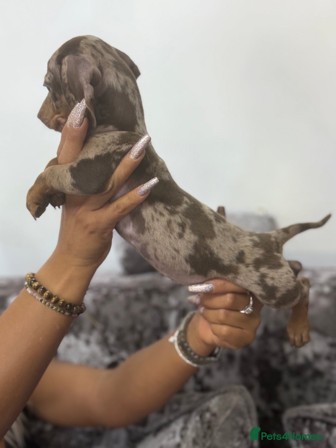 Miniature Dachshund dogs for sale: 7 stunning miniature dachshund puppies - Image 13