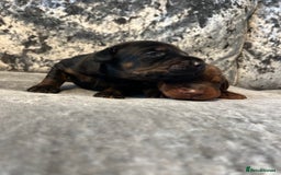 Dobermann dogs for sale: European Dobermans Ready in 2 weeks - Image 10