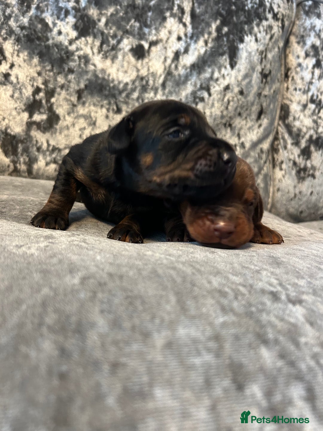 Dobermann dogs for sale: European Dobermans Ready in 2 weeks - Image 10