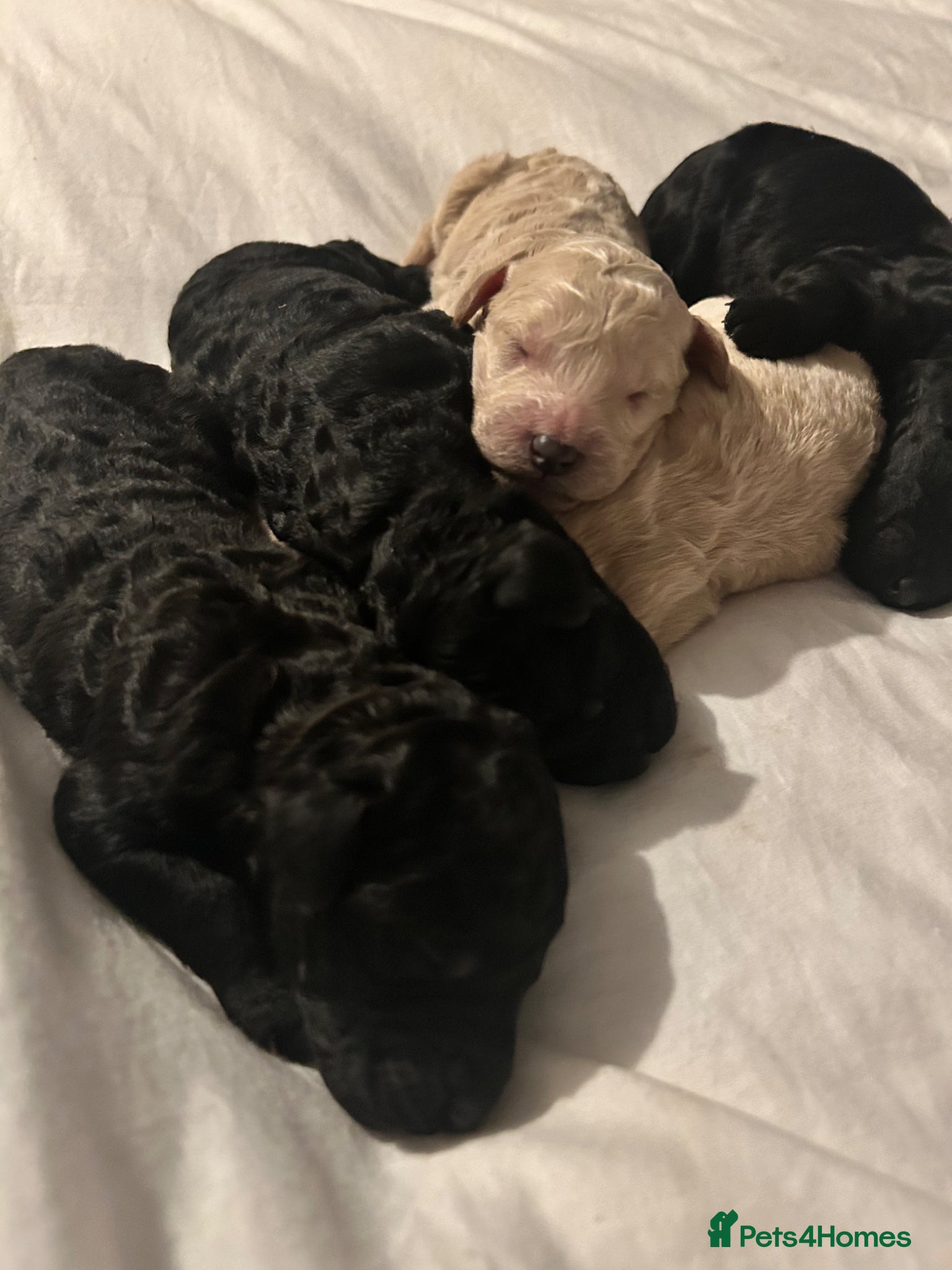 Labradoodle dogs Stunning f2bb standard labradoodles   - Advert 12