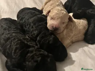 Labradoodle dogs Stunning f2bb standard labradoodles - Advert 12