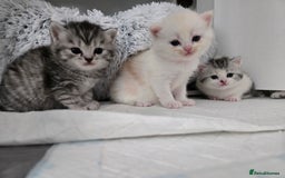 Perdoll cats for sale: Persian x ragdoll - Image 4