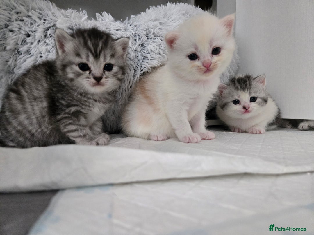 Perdoll cats for sale: Persian x ragdoll - Image 4