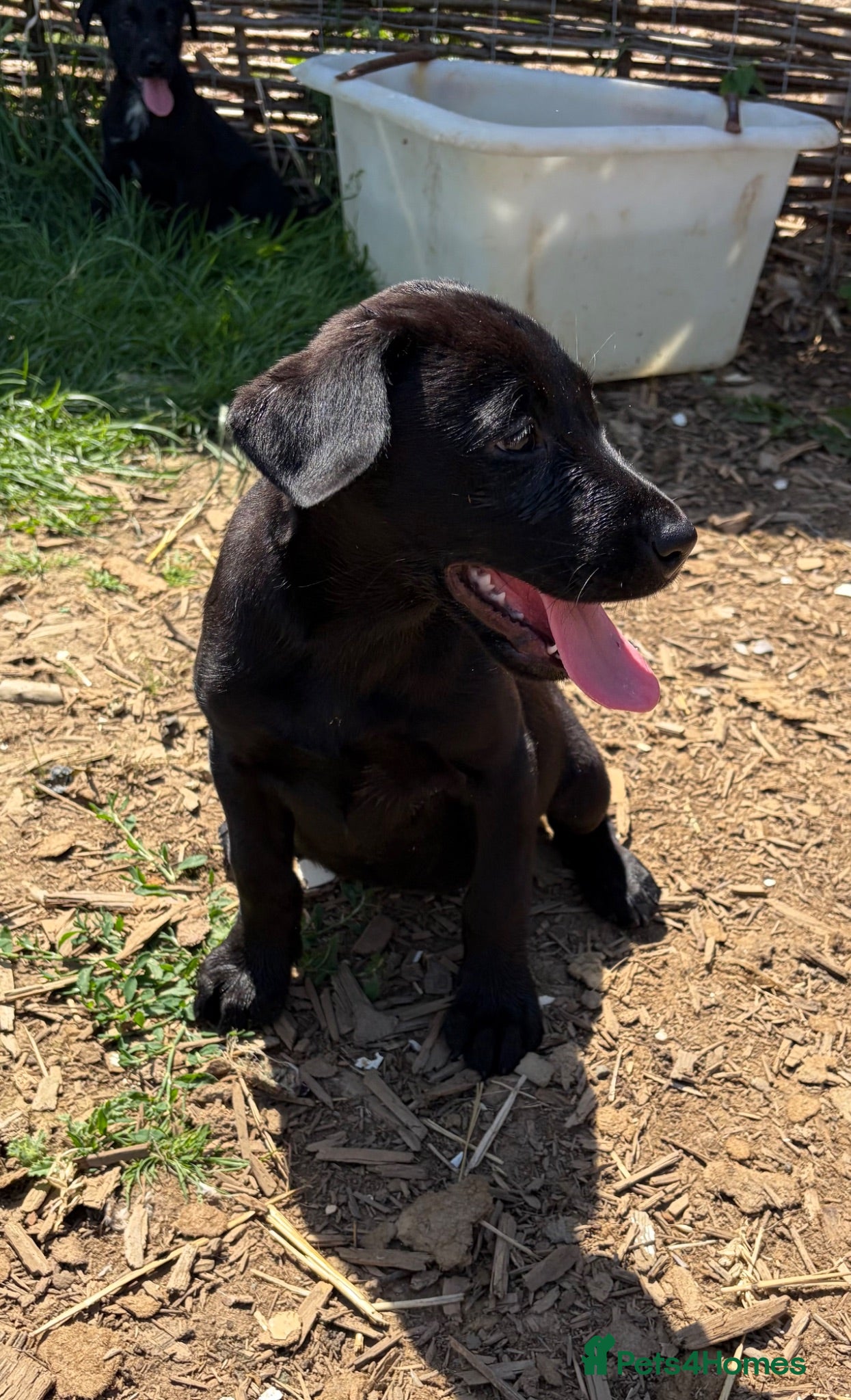 Borador dogs Collie x Labrador’s  - Advert 1