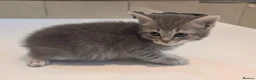 Mixed Breed cats for sale: Scottish straight, turquoise shell adorable 🥰  - Advert 33