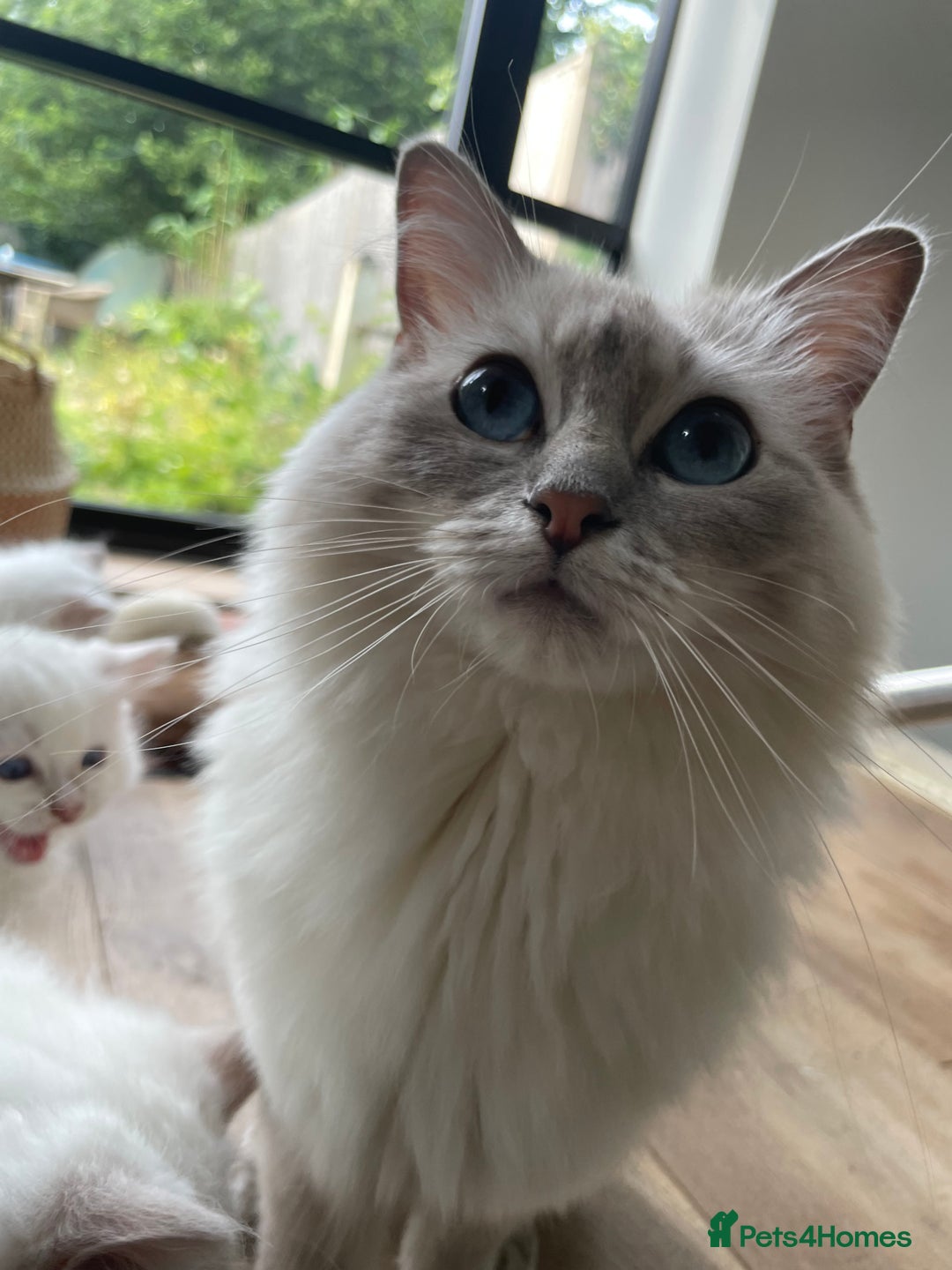 Ragdoll cats for sale: Beautiful ragdoll kittens  - Image 7