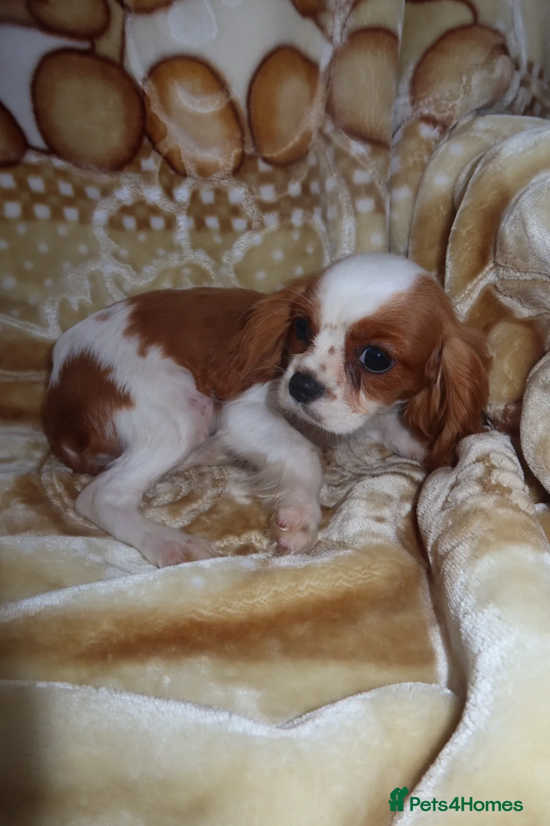Cavalier King Charles Spaniel dogs for sale: Gorgeous cavalier puppies  - Advert 10