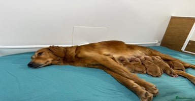 Golden Retriever dogs - Advert 7