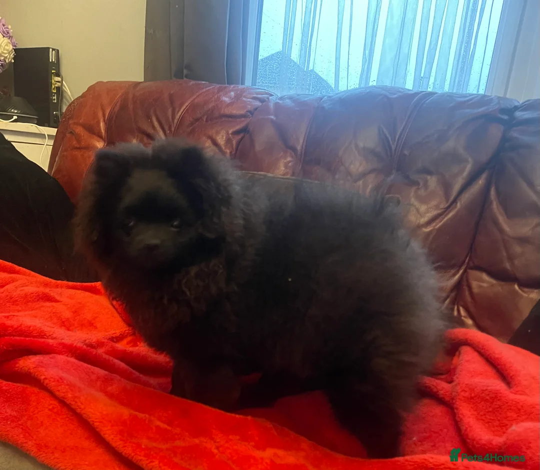 Pomeranian dogs for sale: Stunning KC reg Pomeranians 🌟REDUCED🌟 - Advert 2