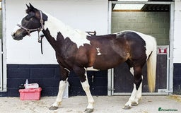 Irish Sports horses for sale: Irish Sports Horse All-Rounder Golden Oldie - Image 1