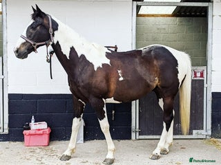 Irish Sports horses for sale - Advert 1