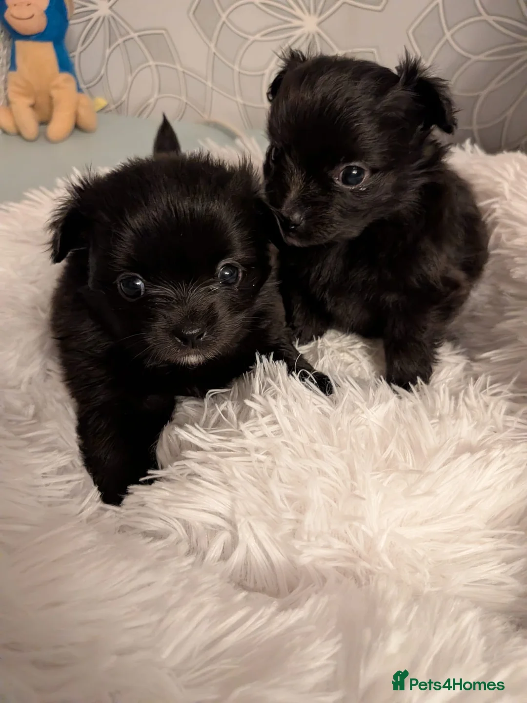 Pomchi dogs for sale: Beautiful Pomchi Puppies Loving 🏠 Reared Litters - Advert 14
