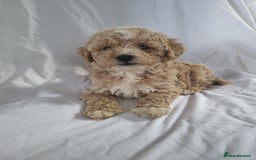 Maltipoo dogs for sale: Maltipoo puppies 5 🌟 licence breeder   - Image 1