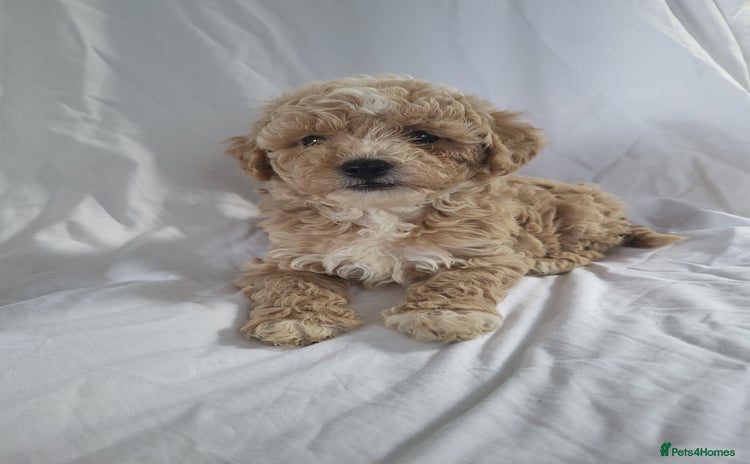 Maltipoo dogs - Advert 3