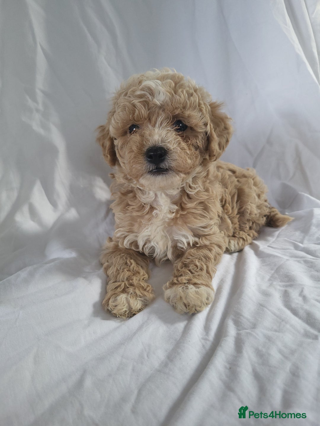 Maltipoo dogs for sale: Maltipoo puppies 5 🌟 licence breeder   - Image 1