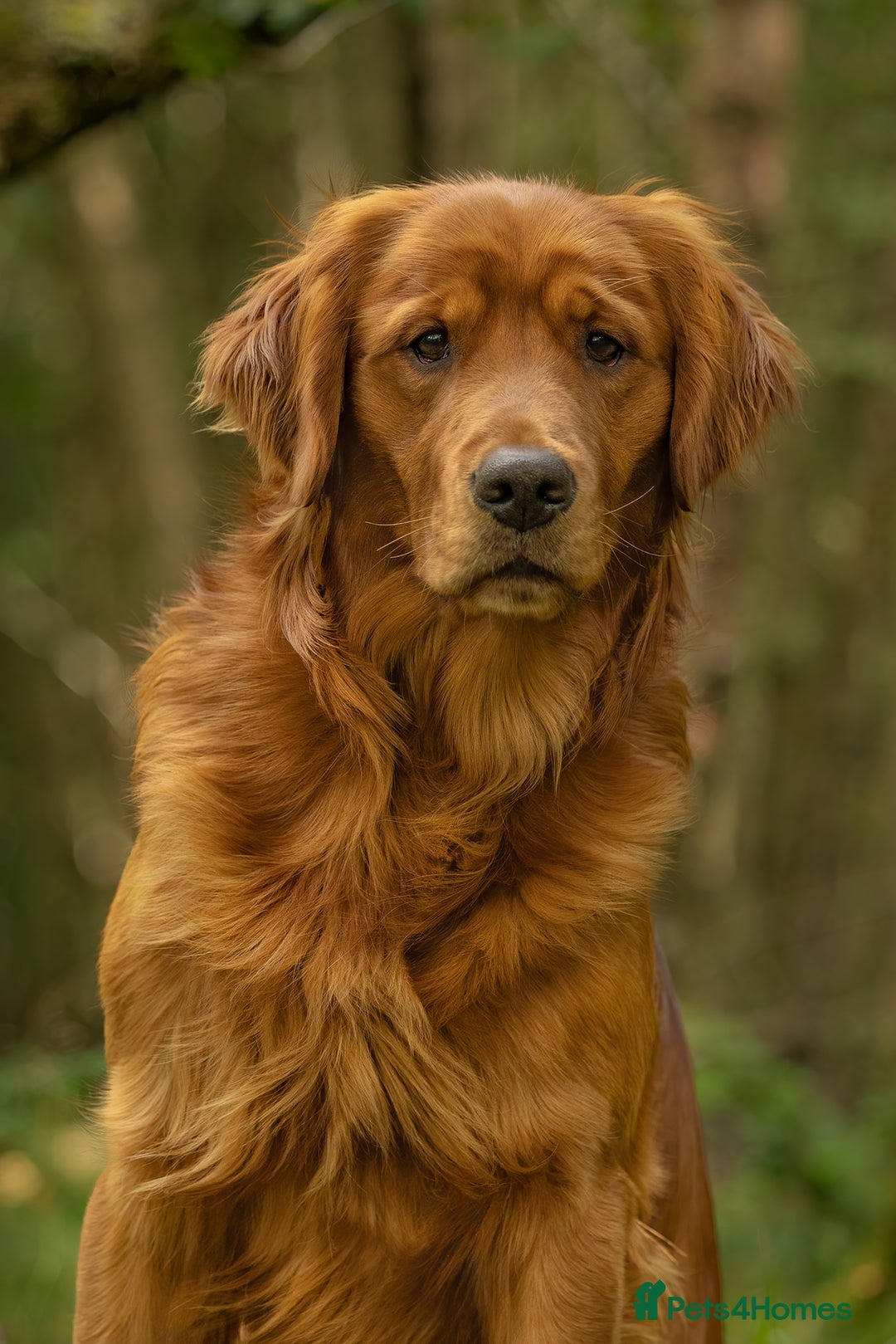 Golden Retriever dogs for stud: Fully health tested stud dog  - Advert 2