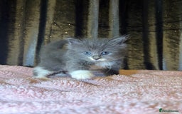 Mixed Breed cats for sale: Grey/black kittens  - Image 1