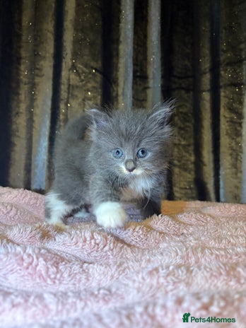 Mixed Breed cats - Advert 4