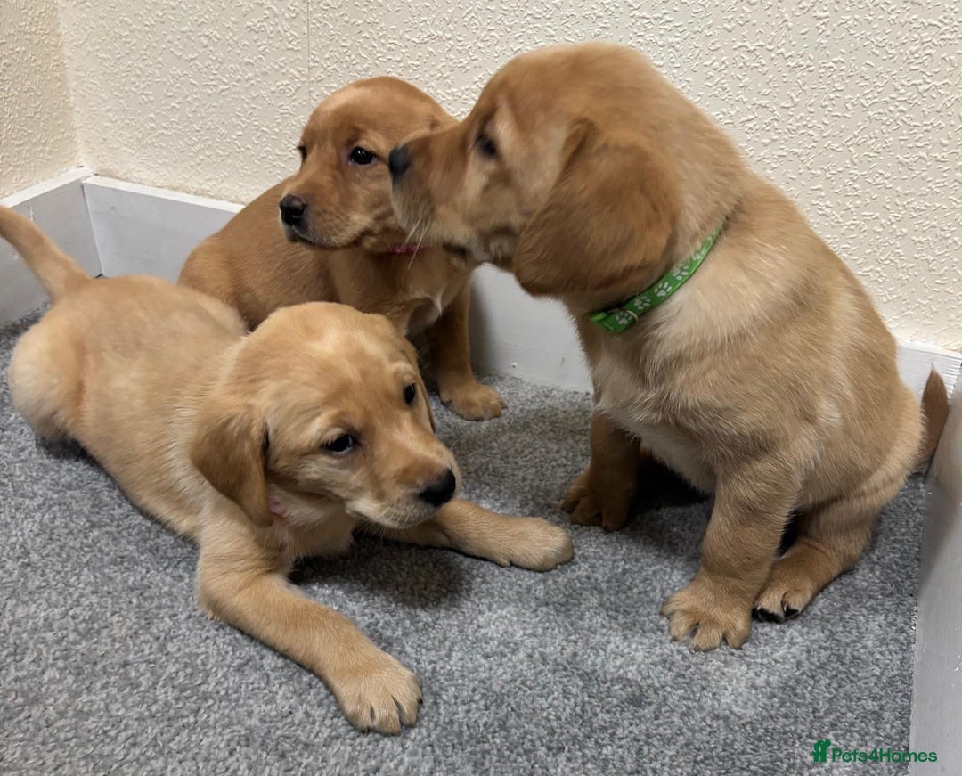 Labrador Retriever dogs for sale: Labrador puppies - Advert 21