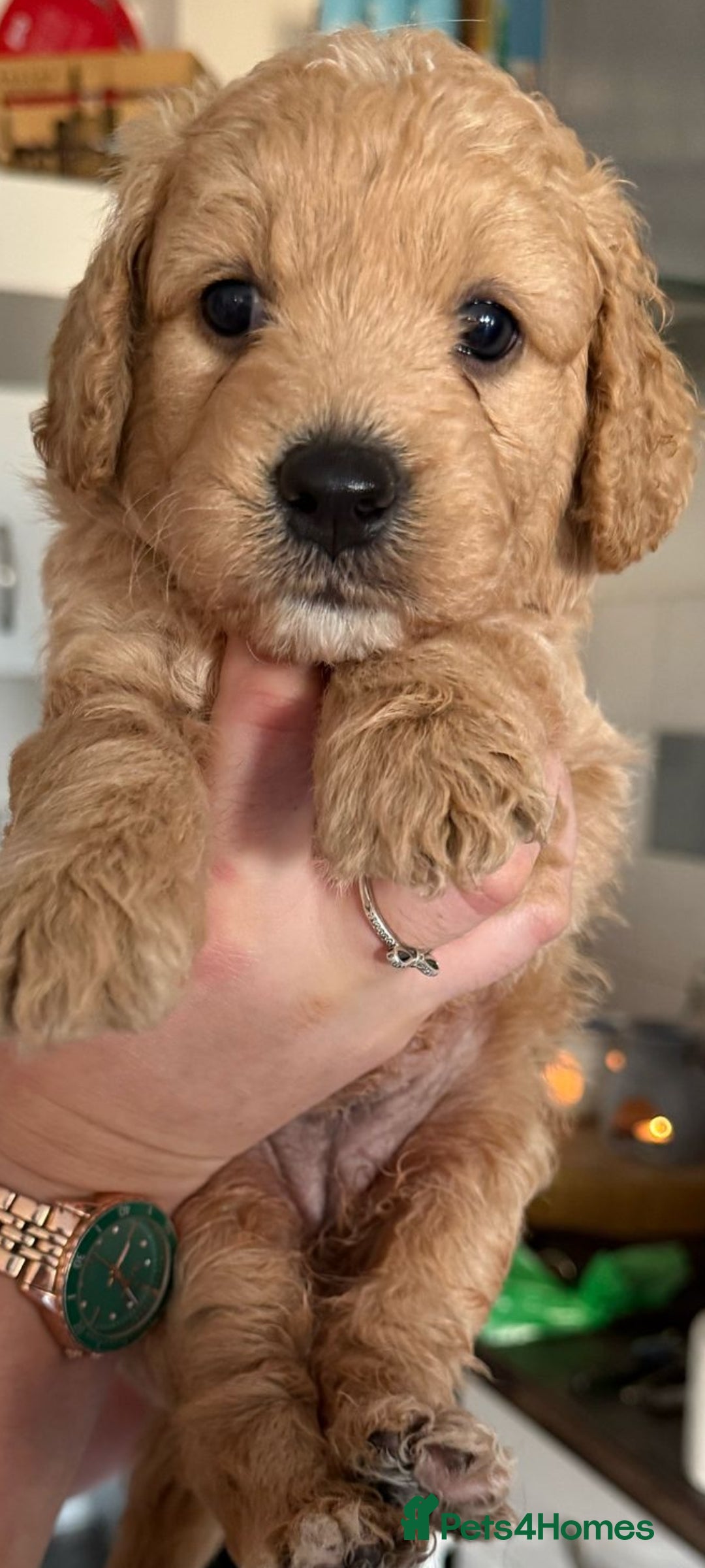 Goldendoodle dogs for sale: Goldendoodle Puppy 1 - F1 Minature Goldendoodle puppies  - Image 6
