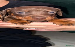 Dachshund dogs for sale: Beautiful Dachshund Puppies  - Image 12