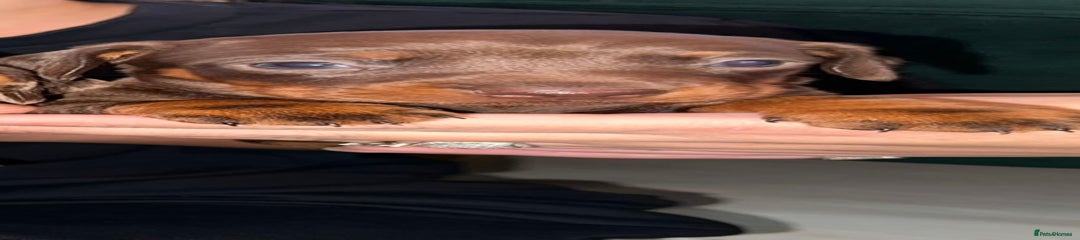 Dachshund Girl Puppy 3