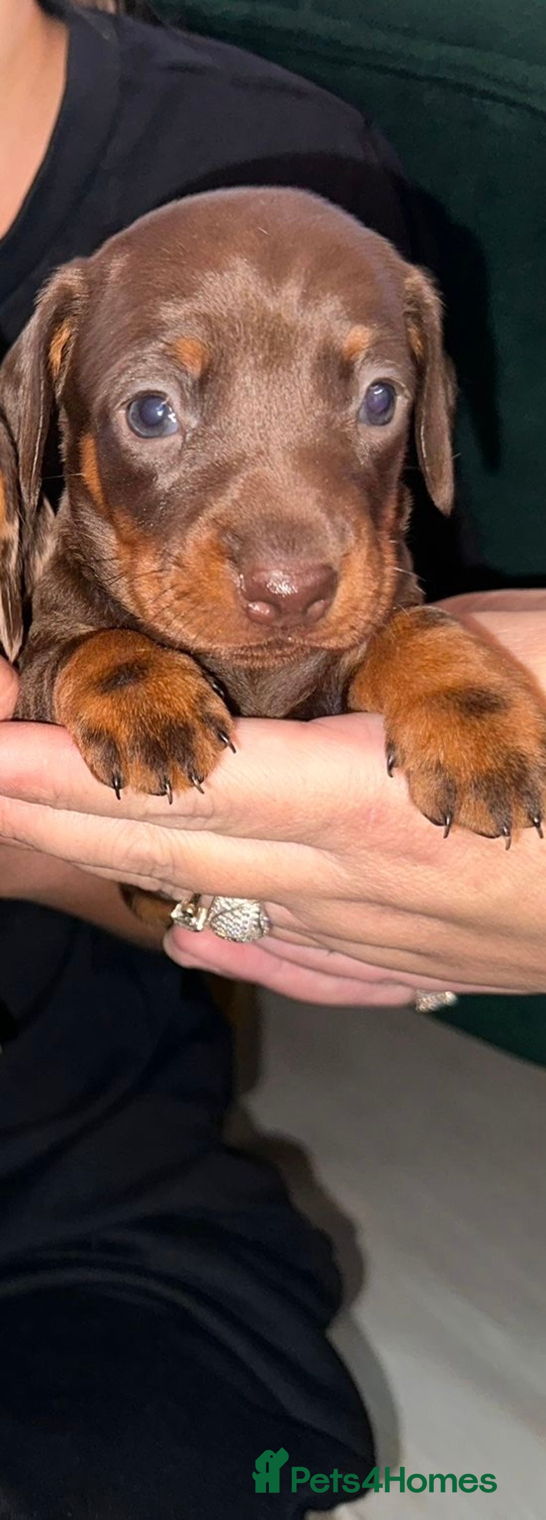 Dachshund dogs for sale: Beautiful Dachshund Puppies  - Image 12