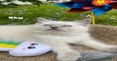 Ragdoll cats - Advert 6