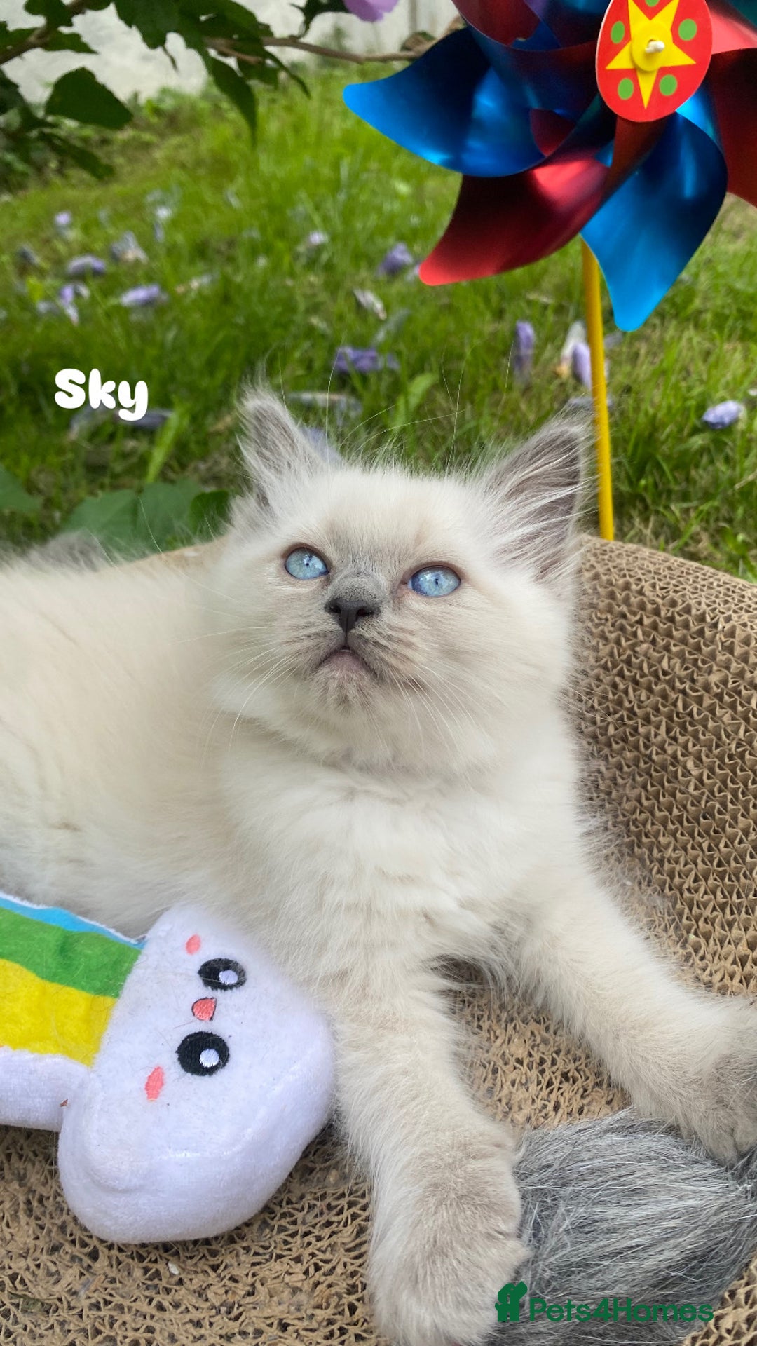 Ragdoll cats for sale: Pure breed ragdolls . Ready to leave SOON  - Image 1