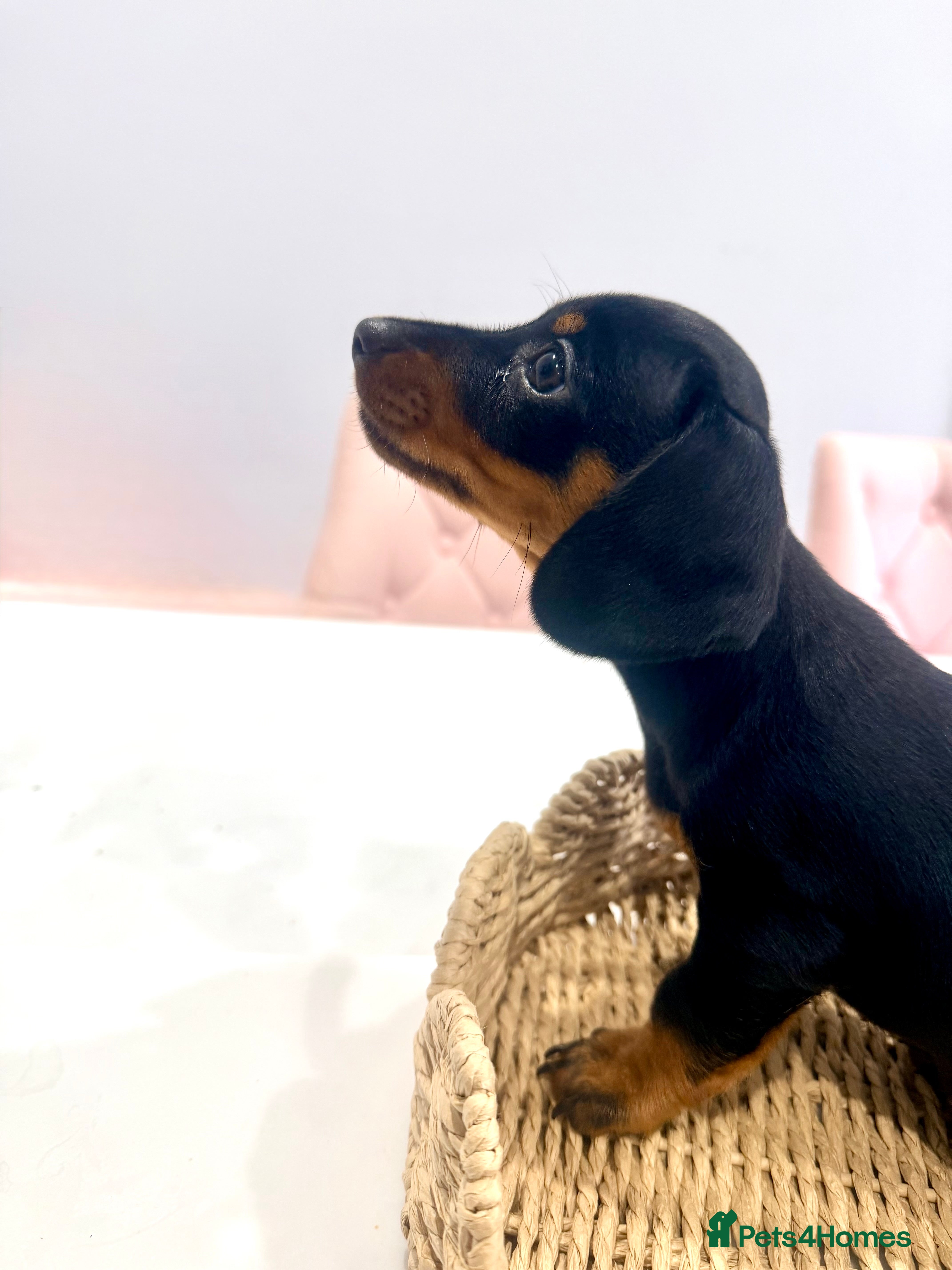 Miniature Dachshund dogs Miniature Dachshund  - Advert 14