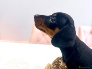 Miniature Dachshund dogs Miniature Dachshund - Advert 14