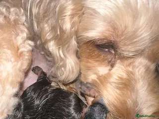 Cockapoo dogs Cockapoo puppies - Advert 15