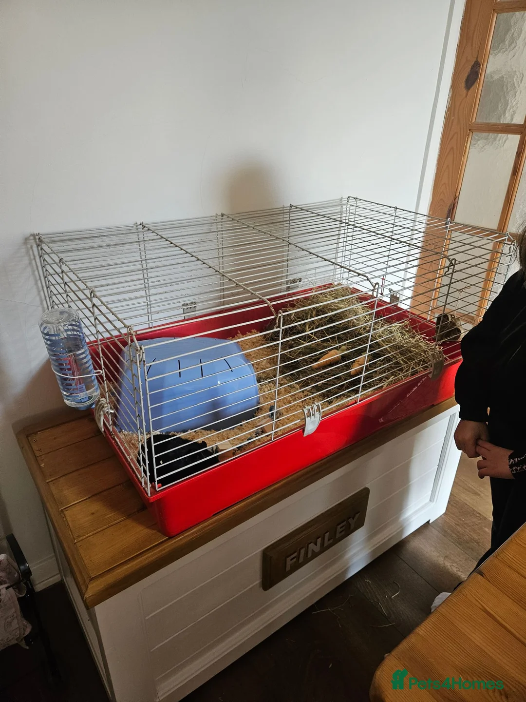 Guinea Pig rodents for sale: Beautiful boys for sale  in Worksop - Advert 3
