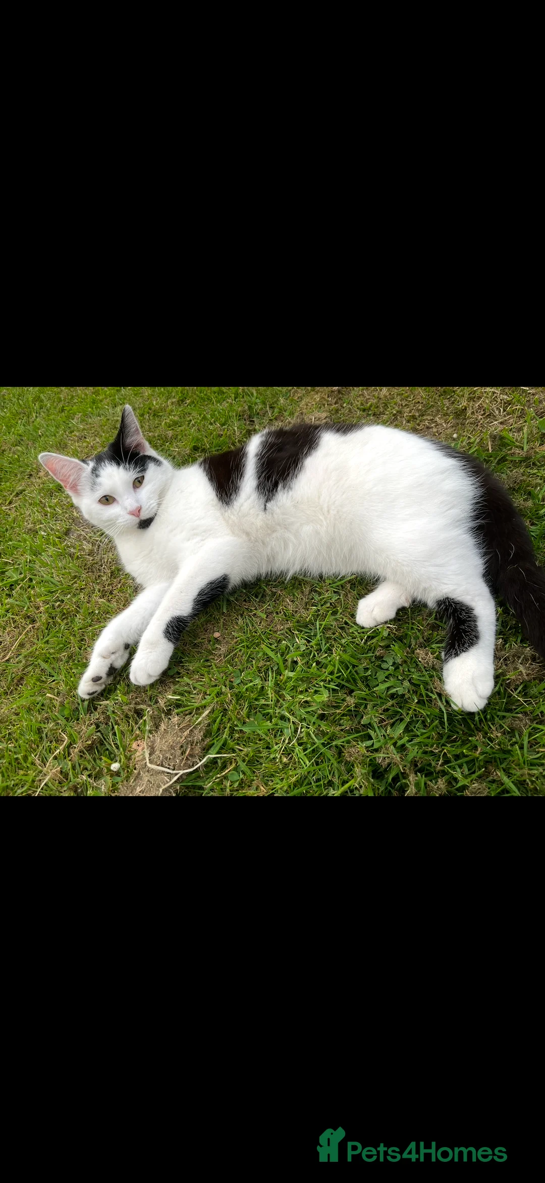 Mixed Breed cats for sale: Male cat  in Bilston - Advert 3