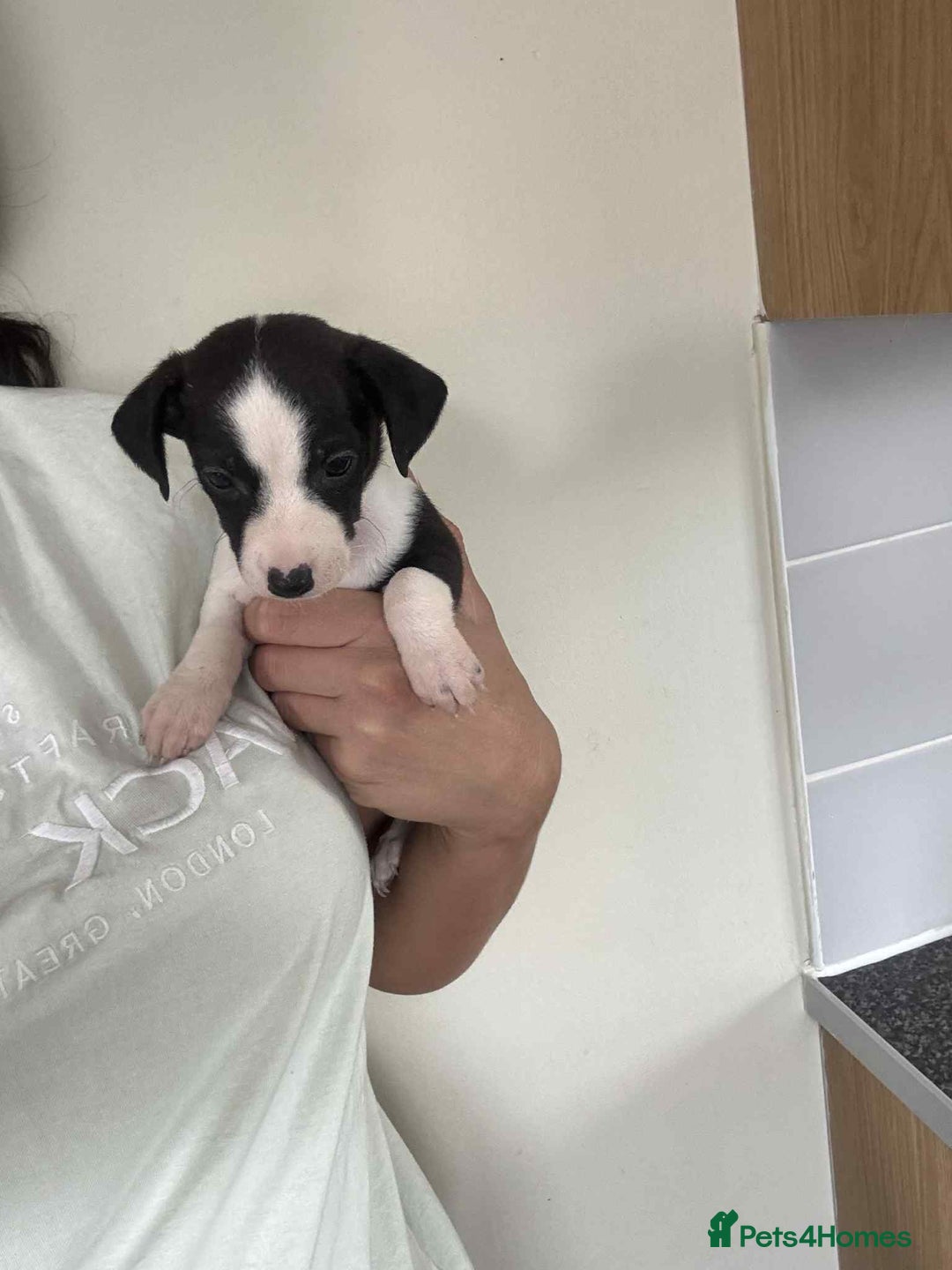 Jack Russell dogs for sale: Jack russle puppy's  - Image 5