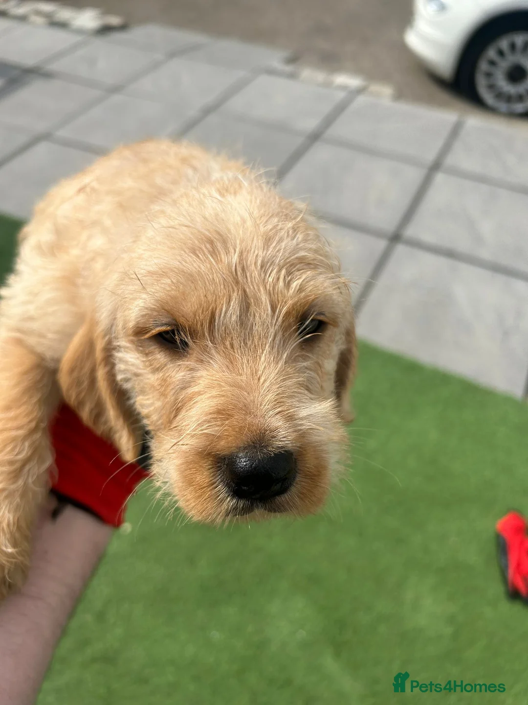 Mixed Breed dogs for sale: Here we have a lovely litter of 5 beautiful pups - Advert 2