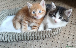 British Shorthair cats for sale: Long and shirt hair kittens - Image 7