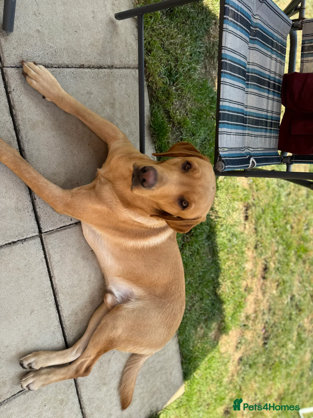 Labrador Retriever dogs for stud: KC reg fox red Labrador offered for stud - Advert 3