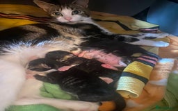 Mixed Breed cats for sale: 4 beautiful kittens for sale , 3 boys 1 girl  - Image 16