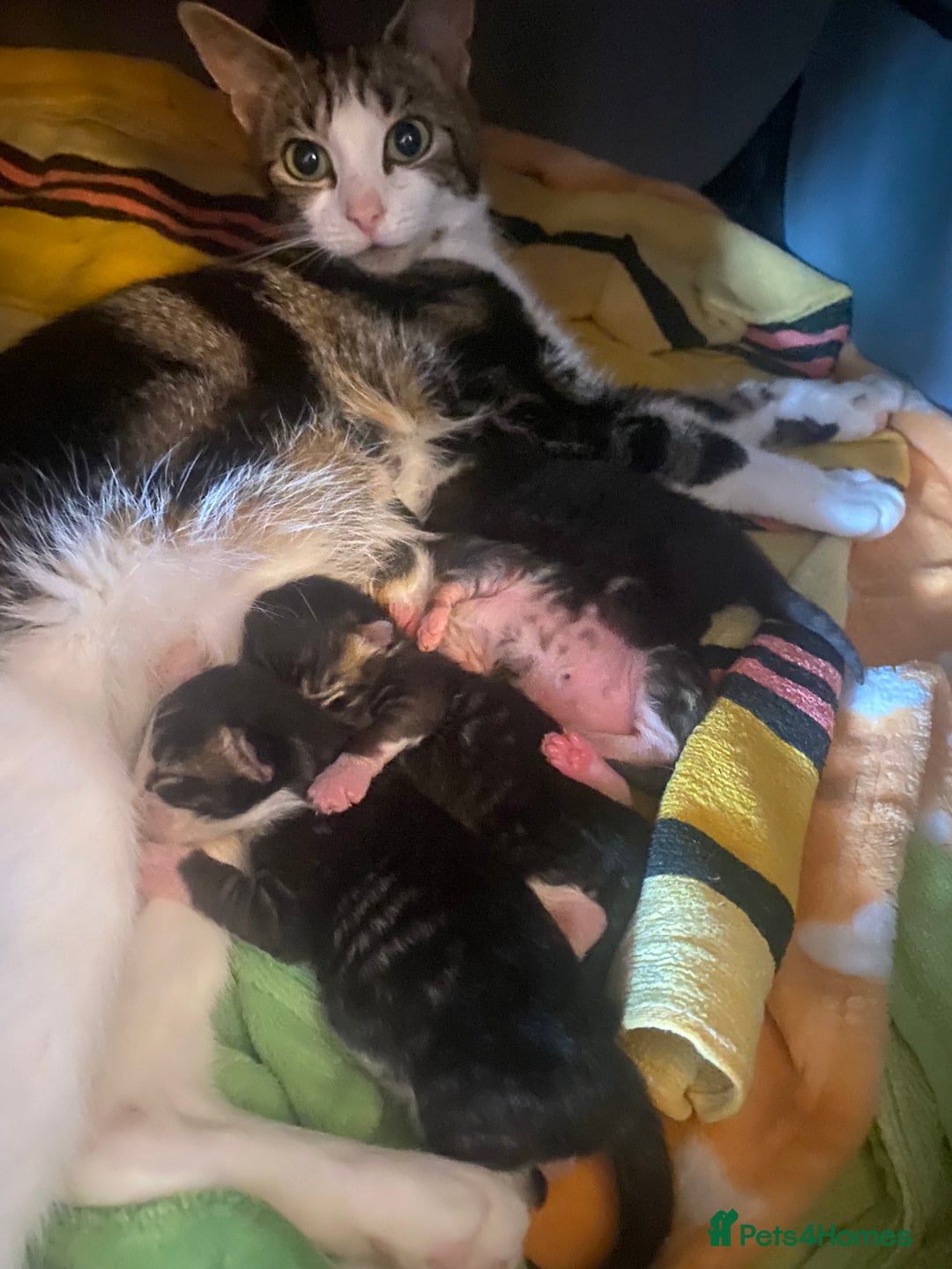 Mixed Breed cats for sale: 4 beautiful kittens for sale , 3 boys 1 girl  - Image 16
