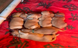 Golden Retriever dogs for sale: 2 beautiful golden retriever boys available. - Image 9