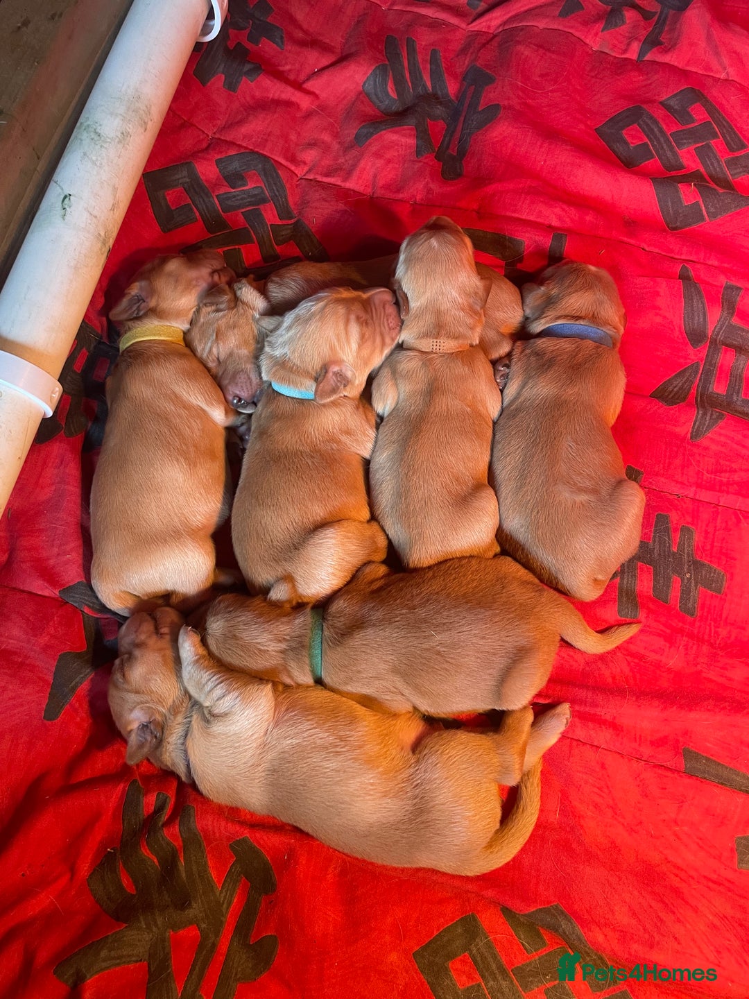 Golden Retriever dogs for sale: 2 beautiful golden retriever boys available. - Image 9