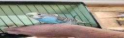 Budgerigars birds for sale: Love birds, java sparrows & paroletts  - Advert 19