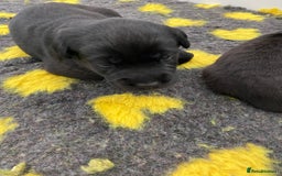 Labrador Retriever dogs for sale: Black Labrador puppies  - Image 4