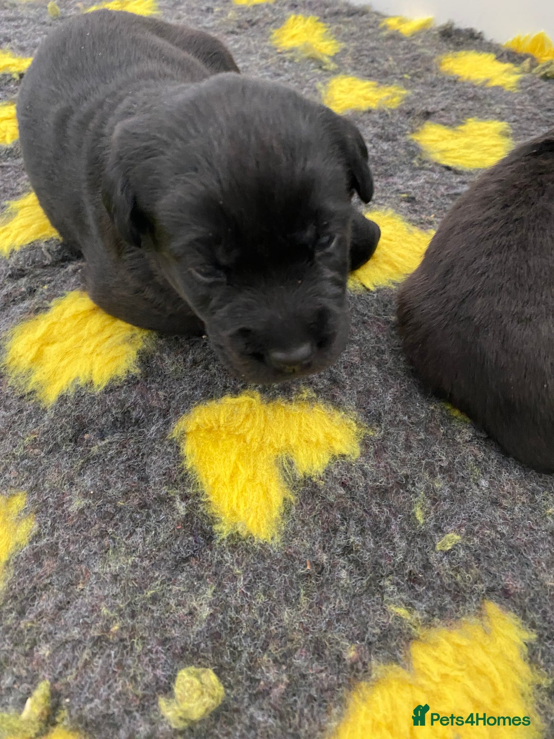 Labrador Retriever dogs for sale: Black Labrador puppies  - Image 4