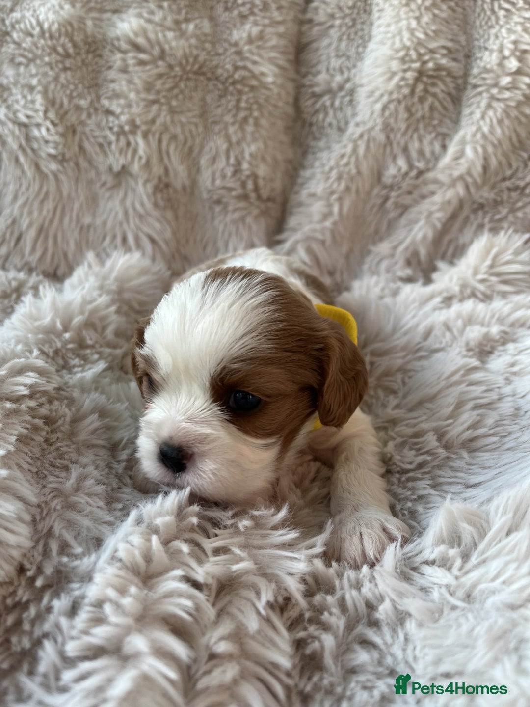 Cavalier King Charles Spaniel dogs for sale: Chocolate Carriers KC Vet Health Checked - Advert 23